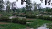 Assam: Wild elephant herd wreaks havoc in Boko villages, banana and betel nut plantations destroyed Assam: Wild elephant herd wreaks havoc in Boko villages, banana and betel nut plantations destroyed