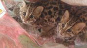 Leopard pups rescued in Assam’s Boko, shifted to State Zoo Leopard pups rescued in Assam’s Boko, shifted to State Zoo