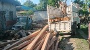 Assam forest department seizes illegal Sal timber worth over Rs 2 lakh in Bongaigaon Assam forest department seizes illegal Sal timber worth over Rs 2 lakh in Bongaigaon