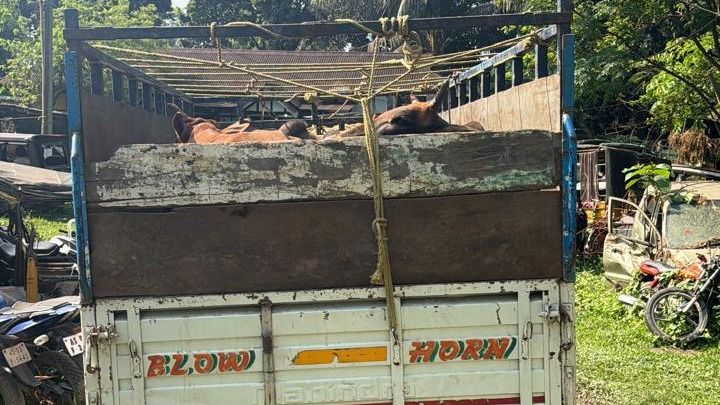 32 cattle seized in Assam’s Nagaon, two alleged smugglers escape