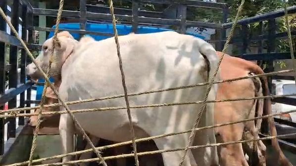 Six cattle, vehicle seized in police raid in Assam’s Nagaon; accused flees