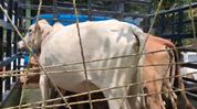 Six cattle, vehicle seized in police raid in Assam’s Nagaon; accused flees Six cattle, vehicle seized in police raid in Assam’s Nagaon; accused flees