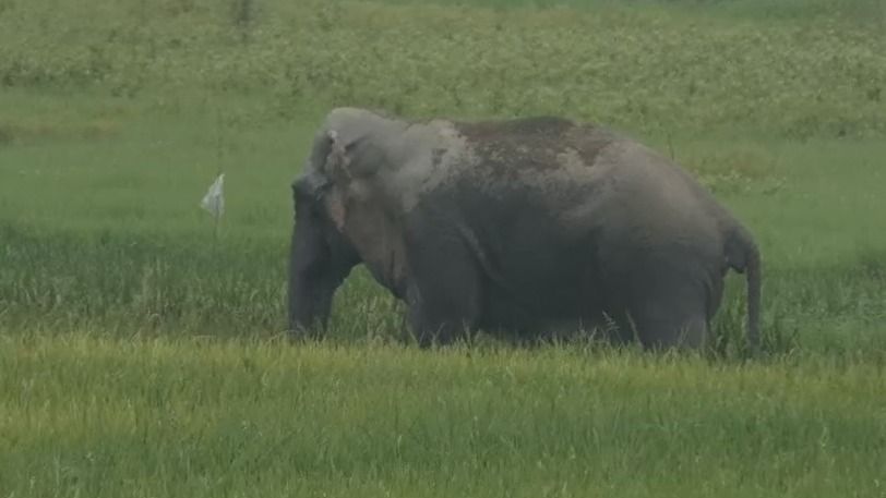Assam: Five injured during operation to control wild elephant in Nagaon