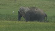 Assam: Five injured during operation to control wild elephant in Nagaon Assam: Five injured during operation to control wild elephant in Nagaon