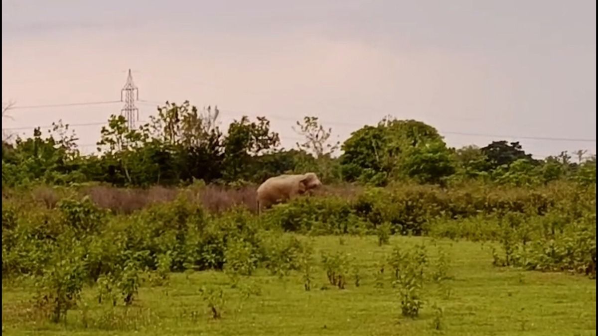 Assam: Forest officials struggle to drive back wild elephant after jumbo ravages houses, crops in Nagaon's Samaguri