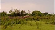Assam: Forest officials struggle to drive back wild elephant after jumbo ravages houses, crops in Nagaon's Samaguri Assam: Forest officials struggle to drive back wild elephant after jumbo ravages houses, crops in Nagaon's Samaguri