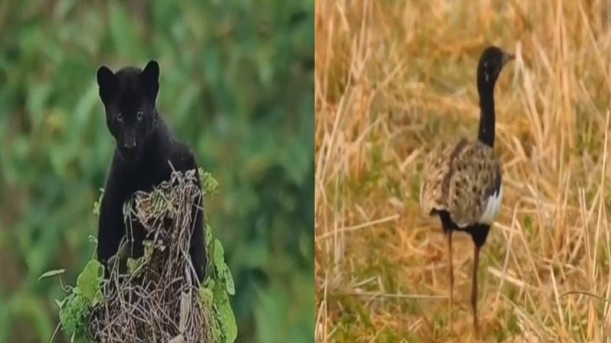 In the heart of Manas, wildlife encounters are leaving tourists spellbound