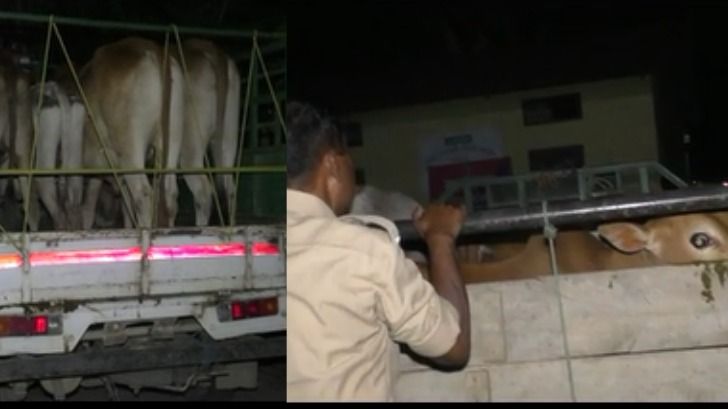  Assam: Batadrava Police seize cattle-laden vehicles during naka checking ahead of Bakrid