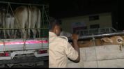 Assam: Batadrava Police seize cattle-laden vehicles during naka checking ahead of Bakrid Assam: Batadrava Police seize cattle-laden vehicles during naka checking ahead of Bakrid