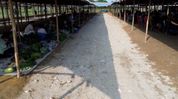 Daily market opens at Holongi along Assam-Arunachal border to boost local trade and tribal farmers Daily market opens at Holongi along Assam-Arunachal border to boost local trade and tribal farmers