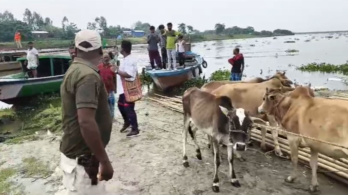 Assam police seize cattle in Brahmaputra river raid amid Dhubri slaughter ban