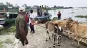 Assam police seize cattle in Brahmaputra river raid amid Dhubri slaughter ban Assam police seize cattle in Brahmaputra river raid amid Dhubri slaughter ban
