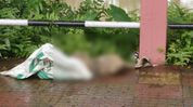 Endangered river dolphin found dead near sand mining site in Boko, probe underway Endangered river dolphin found dead near sand mining site in Boko, probe underway