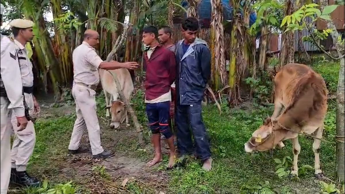 Four apprehended for cattle theft on Eid eve in Assam’s Dhubri