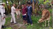 Four apprehended for cattle theft on Eid eve in Assam’s Dhubri Four apprehended for cattle theft on Eid eve in Assam’s Dhubri