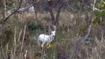 Rare albino hog deer spotted in Kaziranga National Park