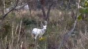 Rare albino hog deer spotted in Kaziranga National Park Rare albino hog deer spotted in Kaziranga National Park