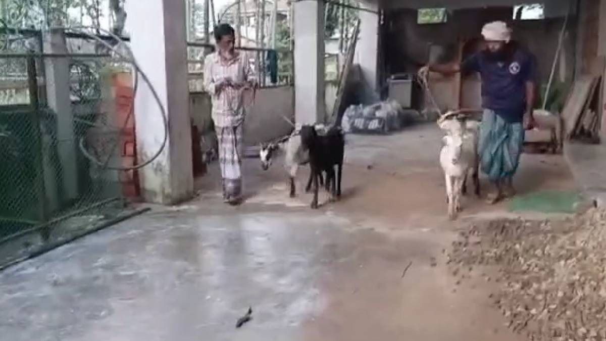 In line with SOPs, Muslim community in Assam's Sribhumi decide against cow sacrifice during Eid