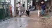 In line with SOPs, Muslim community in Assam's Sribhumi decide against cow sacrifice during Eid In line with SOPs, Muslim community in Assam's Sribhumi decide against cow sacrifice during Eid