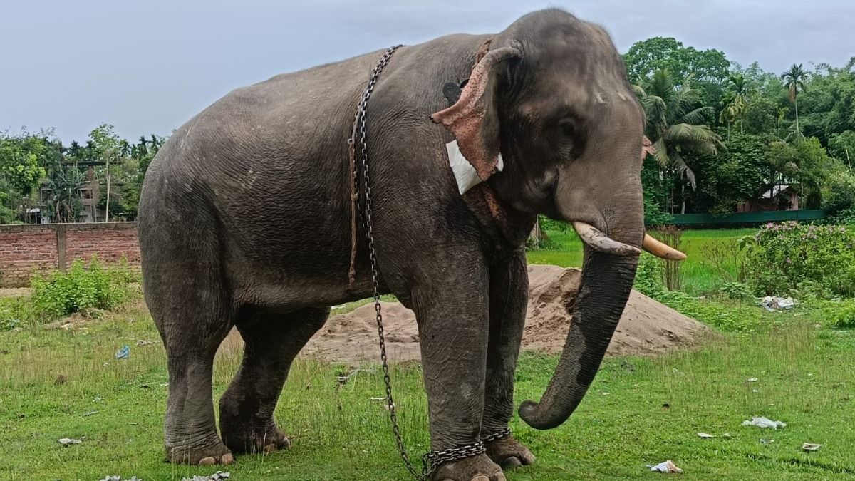 Mahout killed in elephant attack in Assam’s Dergaon; elephant had earlier killed owner