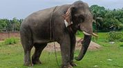 Mahout killed in elephant attack in Assam’s Dergaon; elephant had earlier killed owner Mahout killed in elephant attack in Assam’s Dergaon; elephant had earlier killed owner