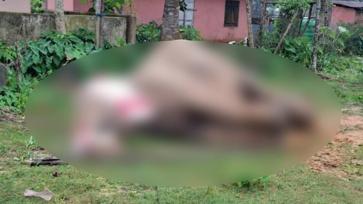 Pregnant wild elephant dies after electrocution in Assam's Goalpara while foraging for food near human settlement