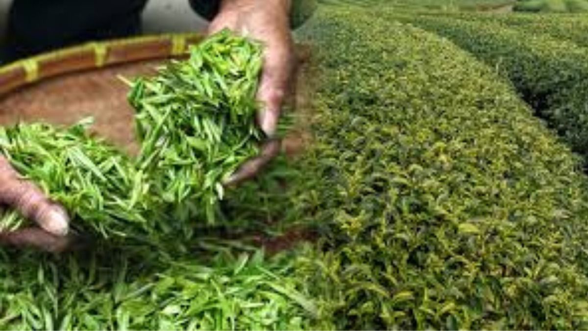 West Asia conflict begins affecting Assam tea exports, says GTAC official