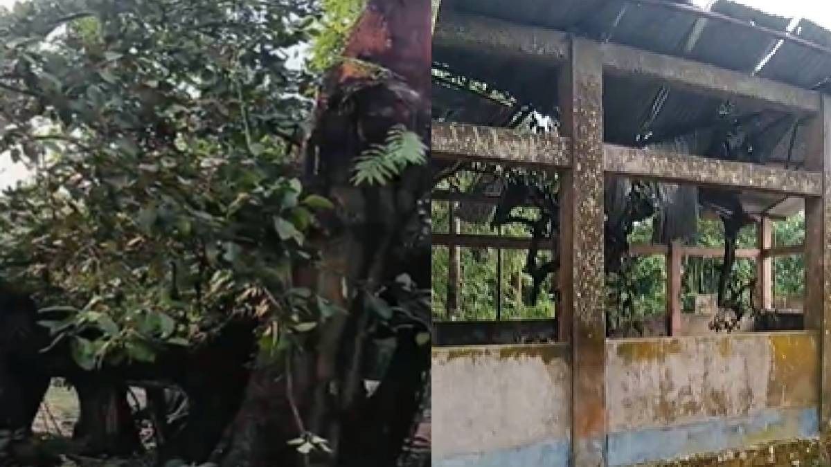 Storm damages 500-year-old heritage banyan tree, temple structures in Assam's Dhubri