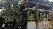 Storm damages 500-year-old heritage banyan tree, temple structures in Assam's Dhubri Storm damages 500-year-old heritage banyan tree, temple structures in Assam's Dhubri