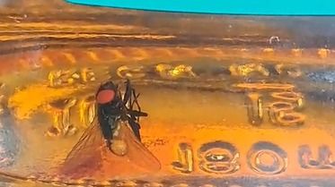 Dead fly found inside sealed liquor bottle at Assam's Dibrugarh store, raises quality concerns