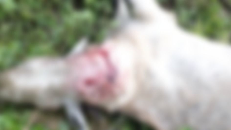 Tiger strays into Assam's Margherita town, kills goat before disappearing into nearby jungle