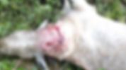 Tiger strays into Assam's Margherita town, kills goat before disappearing into nearby jungle Tiger strays into Assam's Margherita town, kills goat before disappearing into nearby jungle
