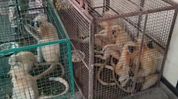 Eight golden langurs recovered in Assam's Chirang; One dies, nine detained Eight golden langurs recovered in Assam's Chirang; One dies, nine detained