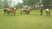 Manipuri Pony Society holds health camp in Imphal ahead of monsoon, polo season Manipuri Pony Society holds health camp in Imphal ahead of monsoon, polo season