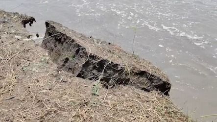 Brahmaputra erosion ravages Assam's Goalpara village, farmers forced to harvest jute early