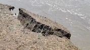 Brahmaputra erosion ravages Assam's Goalpara village, farmers forced to harvest jute early Brahmaputra erosion ravages Assam's Goalpara village, farmers forced to harvest jute early