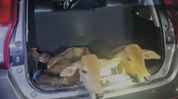 Six cattle rescued after high-speed chase ends in crash in Assam's Dhubri Six cattle rescued after high-speed chase ends in crash in Assam's Dhubri