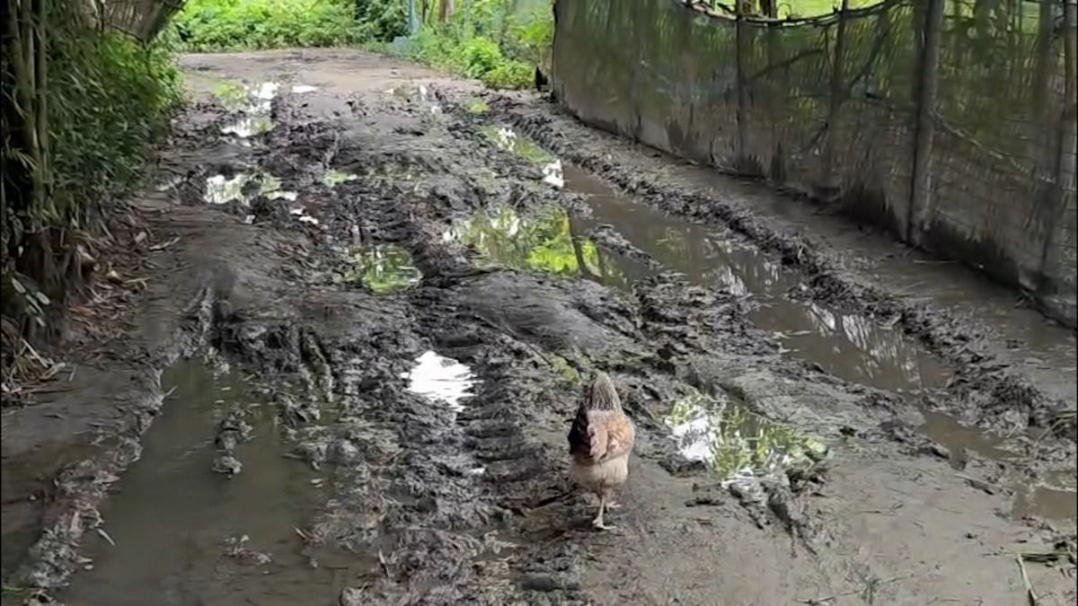 Ghost road, missing funds: Villagers allege Rs 6.5 lakh MGNREGA scam in Assam's Nagaon