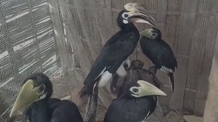 Assam: Moran's Bharat Bora creates safe sanctuary for endangered hornbills