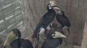 Assam: Moran's Bharat Bora creates safe sanctuary for endangered hornbills Assam: Moran's Bharat Bora creates safe sanctuary for endangered hornbills