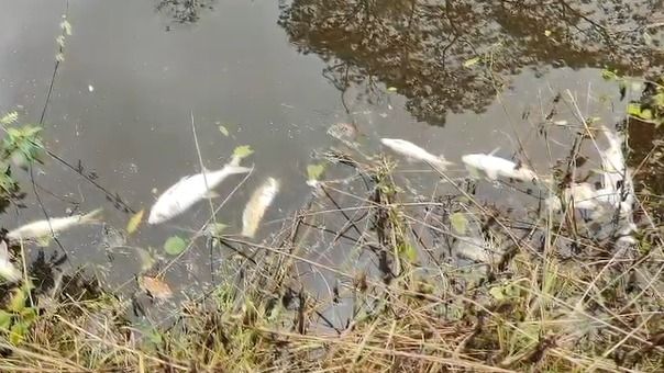 Estimated 2–6 quintals of fish found dead in historic pond in Assam's Moran