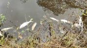 Estimated 2–6 quintals of fish found dead in historic pond in Assam's Moran Estimated 2–6 quintals of fish found dead in historic pond in Assam's Moran