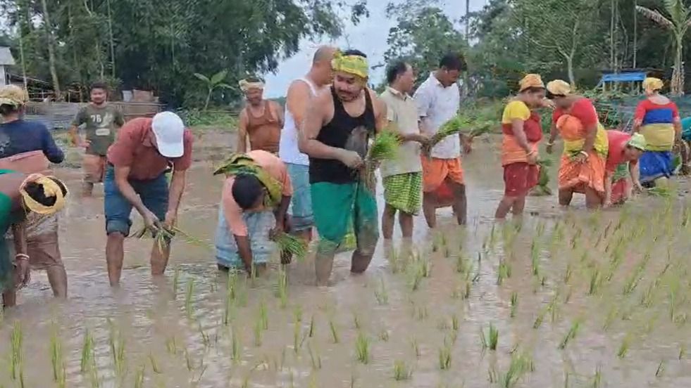 Assam's Bokakhat MLA Rupam Chandra Ray joins farmers in paddy cultivation, promotes self-reliance among youth