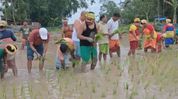 Assam's Bokakhat MLA Rupam Chandra Ray joins farmers in paddy cultivation, promotes self-reliance among youth Assam's Bokakhat MLA Rupam Chandra Ray joins farmers in paddy cultivation, promotes self-reliance among youth