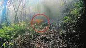 Endangered Asiatic wild dog captured on camera in Manipur's Shirui forests for the first time Endangered Asiatic wild dog captured on camera in Manipur's Shirui forests for the first time
