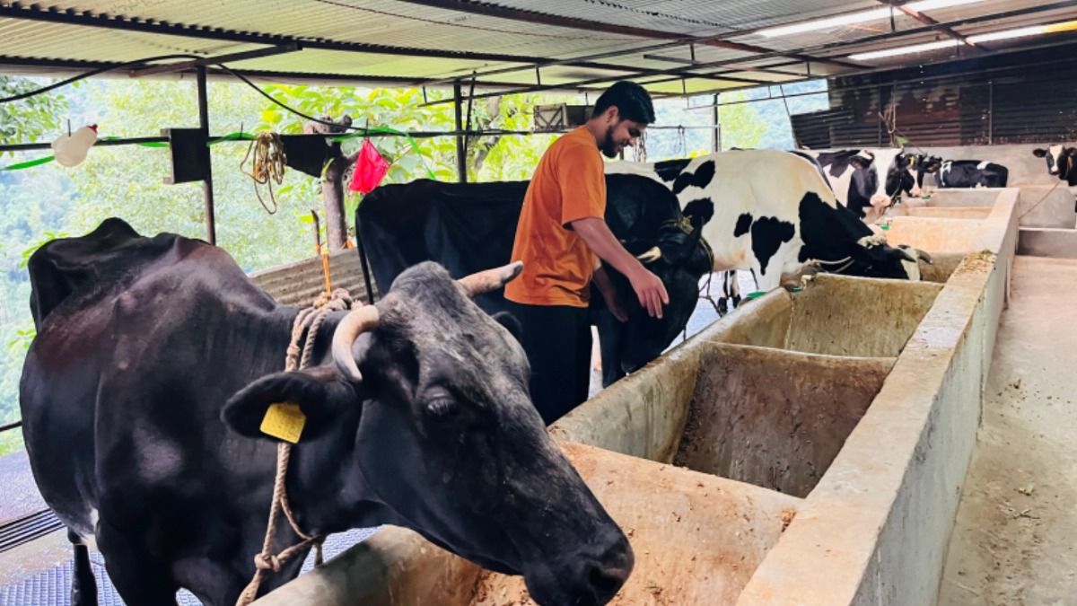 Master's graduate returns to Sikkim village, builds dairy farm producing 120 litres of milk daily
