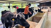 Master's graduate returns to Sikkim village, builds dairy farm producing 120 litres of milk daily Master's graduate returns to Sikkim village, builds dairy farm producing 120 litres of milk daily