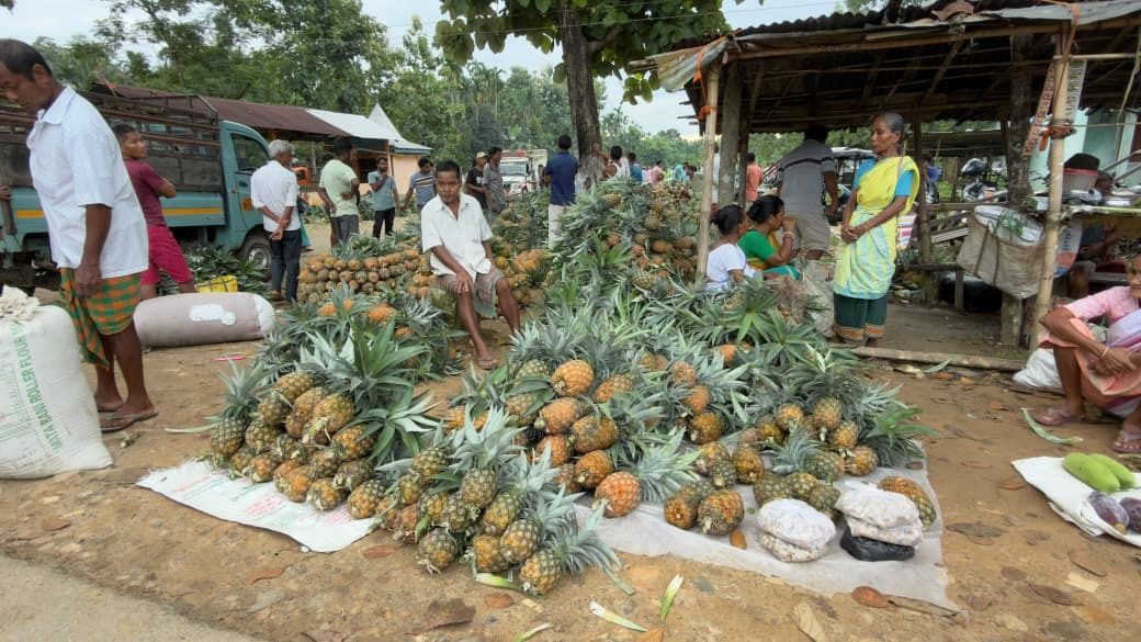 Sweet harvest, bitter returns: Assam-Meghalaya border pineapple farmers struggle for fair prices