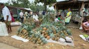Sweet harvest, bitter returns: Assam-Meghalaya border pineapple farmers struggle for fair prices Sweet harvest, bitter returns: Assam-Meghalaya border pineapple farmers struggle for fair prices
