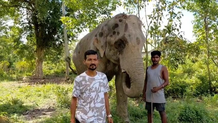 'Let Mangal Singh live': Activists seek Kaziranga treatment for injured tusker